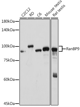 RanBP9 Monoclonal Antibody [4P10V6]