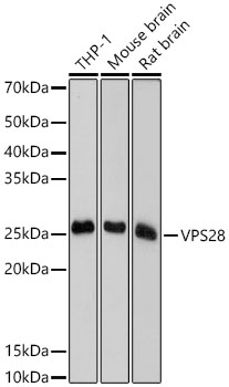 VPS28 Monoclonal Antibody [4F8M0]