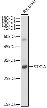 STX1A Monoclonal Antibody [2B2F10]