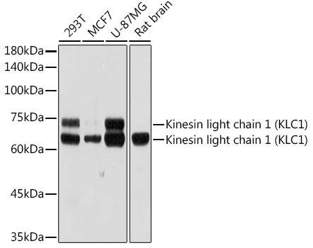 Kinesin light chain 1 (KLC1) Monoclonal Antibody [5C3P5]