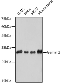 Gemin 2 Monoclonal Antibody [9C8K3]
