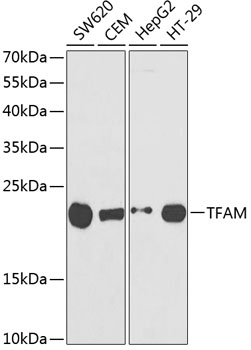 TFAM Polyclonal Antibody