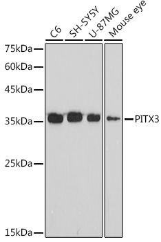 PITX3 Monoclonal Antibody [3P4U8]