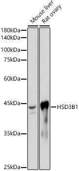 HSD3B1 Monoclonal Antibody [3F2Z7]