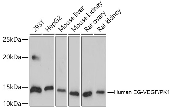Human EG-VEGF/PK1 Monoclonal Antibody [1B4G2]