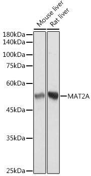 MAT2A Monoclonal Antibody [7A0X1]