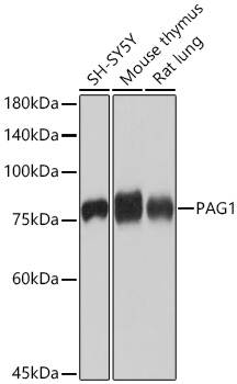 PAG1 Monoclonal Antibody [0K5F4]