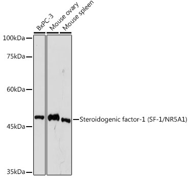 Steroidogenic factor-1 (SF-1/NR5A1) Monoclonal Antibody [3G7Z3]