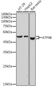 ATP4B Monoclonal Antibody [3Y1Y1]