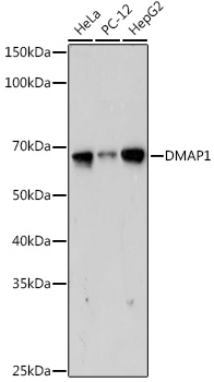 DMAP1 Monoclonal Antibody [5Z8C8]
