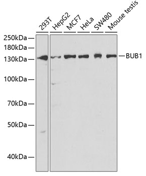 BUB1 Polyclonal Antibody