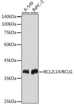BCL2L14/BCLG Monoclonal Antibody [6R9F3]