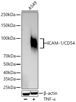 ICAM-1/CD54 Monoclonal Antibody [2G8Z5]