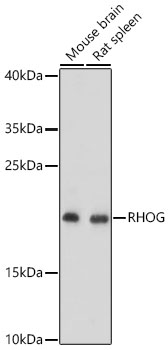 RHOG Polyclonal Antibody