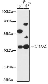 IL13RA2 Polyclonal Antibody