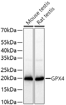 GPX4 Polyclonal Antibody