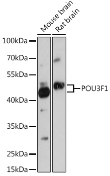 POU3F1 Polyclonal Antibody