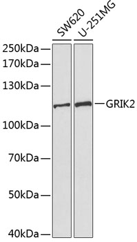 GRIK2 Polyclonal Antibody