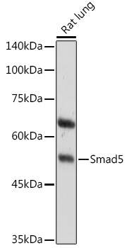 Smad5 Polyclonal Antibody