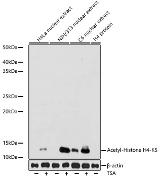 Acetyl-Histone H4-K5 Monoclonal Antibody [10G1L0]
