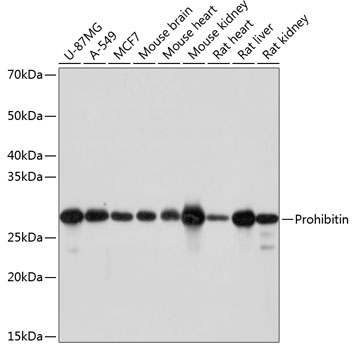 Prohibitin Monoclonal Antibody [0V2R10]