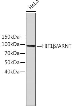 HIF1B/ARNT Monoclonal Antibody [3R0Y4]