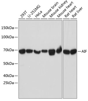 AIF Monoclonal Antibody [5F0Y1]