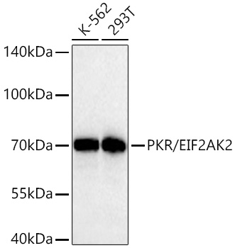 PKR/EIF2AK2 Monoclonal Antibody [5B7B6]