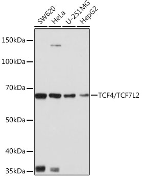 TCF4/TCF7L2 Monoclonal Antibody [1W10T6]