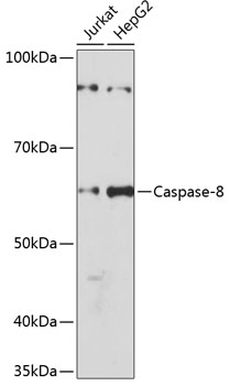 Caspase-8 Monoclonal Antibody [7R6N8]