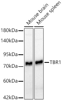 TBR1 Monoclonal Antibody