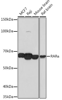RARa Monoclonal Antibody [9C7R10]