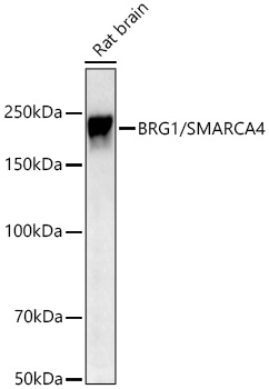BRG1/SMARCA4 Monoclonal Antibody [4N9C4]