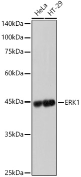 ERK1 Monoclonal Antibody [0B0C1]