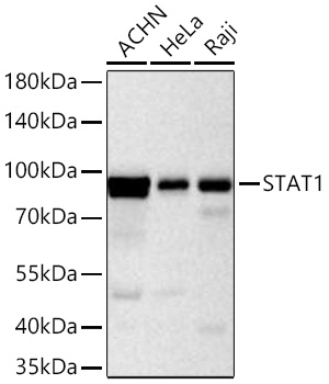 STAT1 Monoclonal Antibody