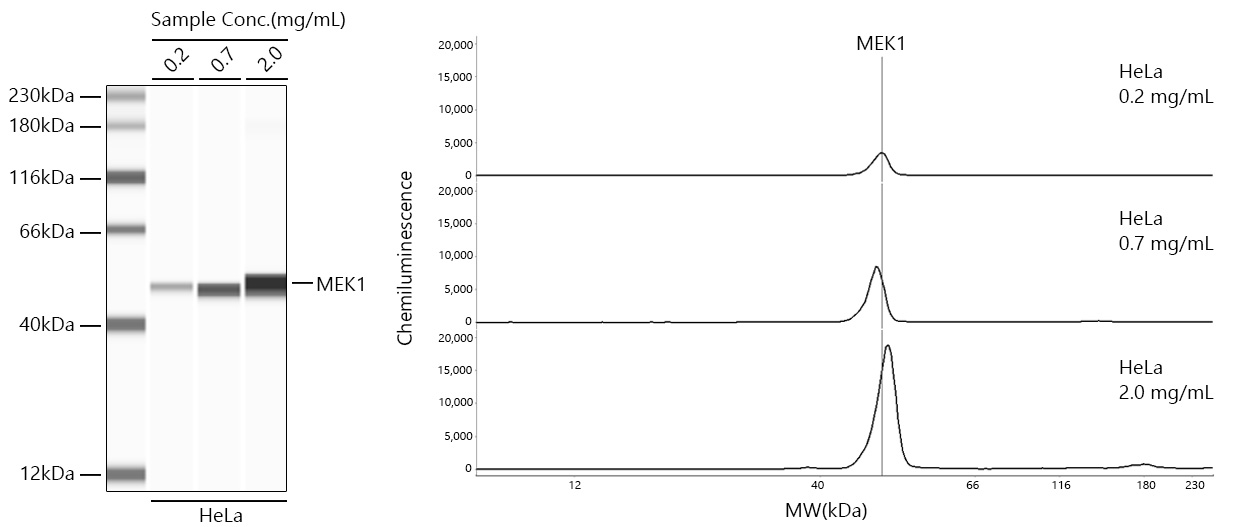 MEK1 Monoclonal Antibody [3U10A1]