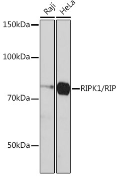 RIPK1/RIP Monoclonal Antibody [2V4N8]