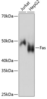 Fas Monoclonal Antibody [5D10O3]