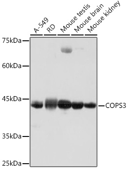 COPS3 Monoclonal Antibody [7V1L8]