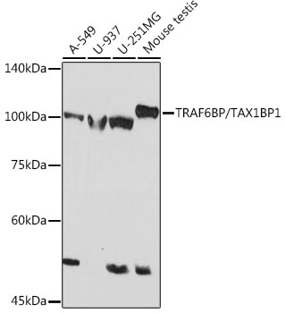 TRAF6BP/TAX1BP1 Monoclonal Antibody [7Y9W3]