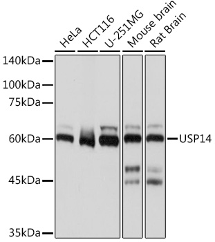 USP14 Monoclonal Antibody [3A3J1]