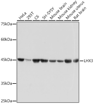 LHX3 Monoclonal Antibody [0F3J8]