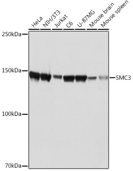 SMC3 Monoclonal Antibody [8W9R7]