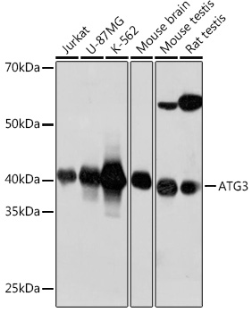 ATG3 Monoclonal Antibody [5D2W0]
