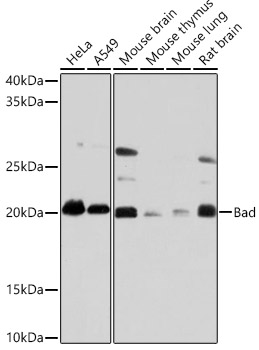 Bad Monoclonal Antibody [1I10A2]