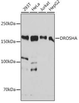 DROSHA Monoclonal Antibody [4R0B7]