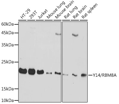 Y14/RBM8A Monoclonal Antibody [5K5E6]