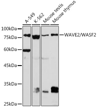 WAVE2/WASF2 Monoclonal Antibody [7A6C10]