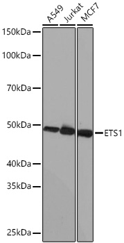 ETS1 Monoclonal Antibody [5P4K1]