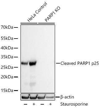 Cleaved PARP1 p25 Monoclonal Antibody [4M9X4]
